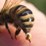 Guide d’extraction du dard d’une abeille